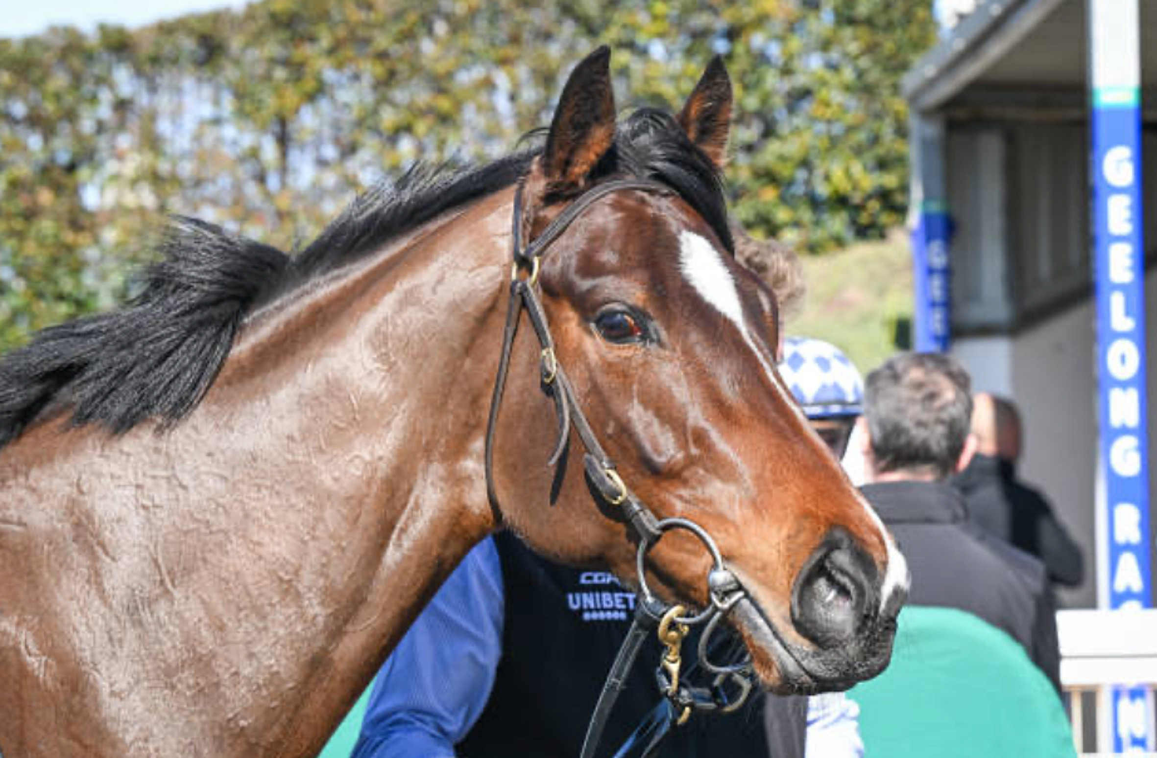 Pardon My French headshot at Geelong 260724